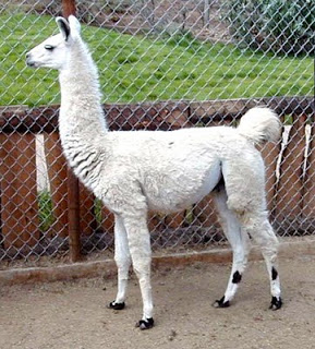L is for Llama!