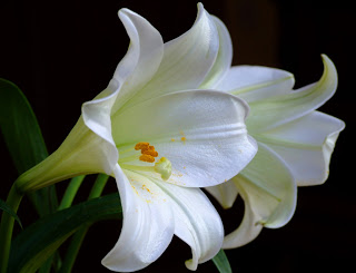 Lilies (Flash Fiction)