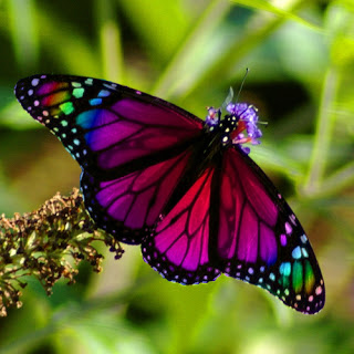 Butterfly (Flash Fiction)