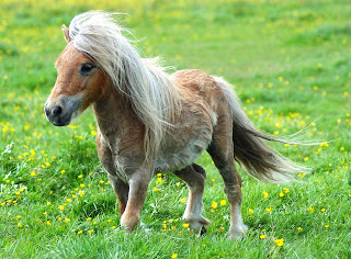Pony (Flash Fiction)